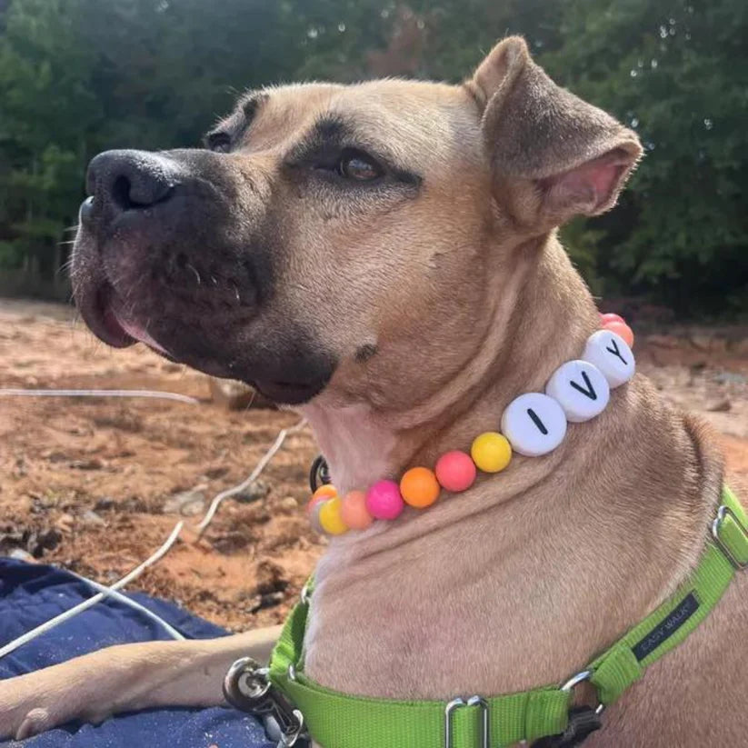BFF Dog Collar + Free Matching Bracelet!